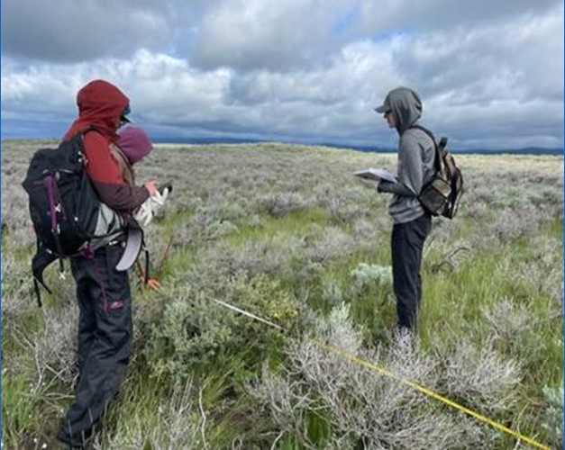 Researchers evaluate management changes on mountain big sagebrush. (Hailey Wilmer, D5047-1)